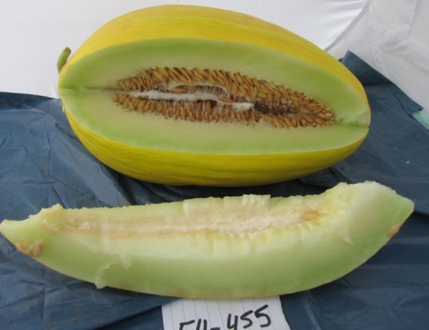 Yellow canary type melon 54-455 p2